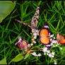 .Butterflies Bouquet.