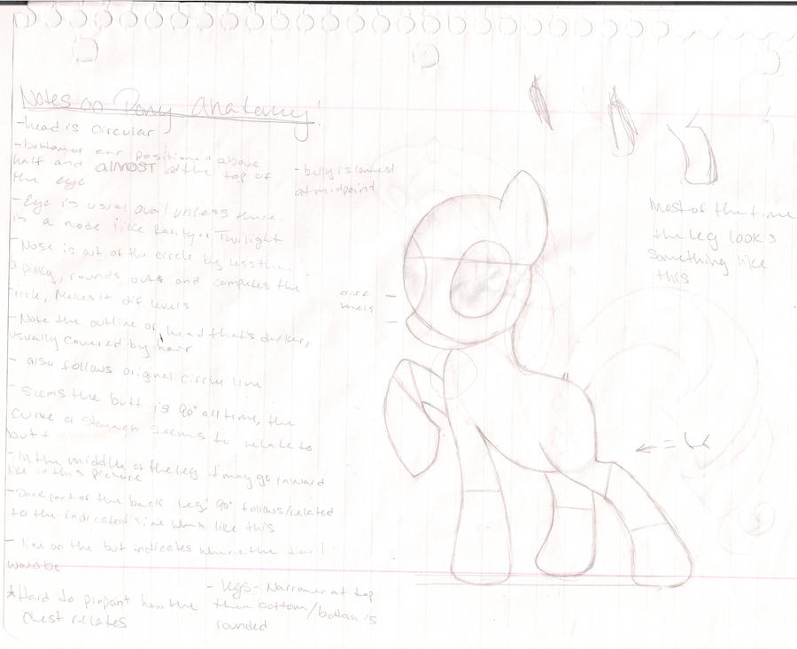 Pony Anatomy Study - Female