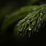 Raindrops [2]