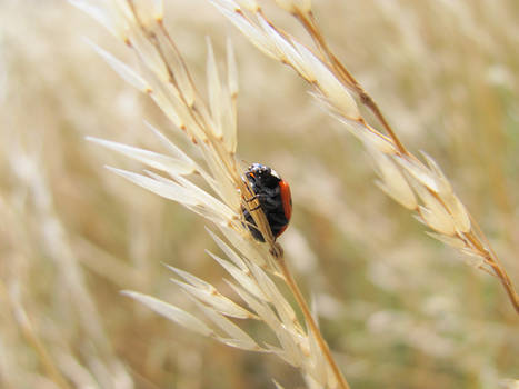 ladybird1