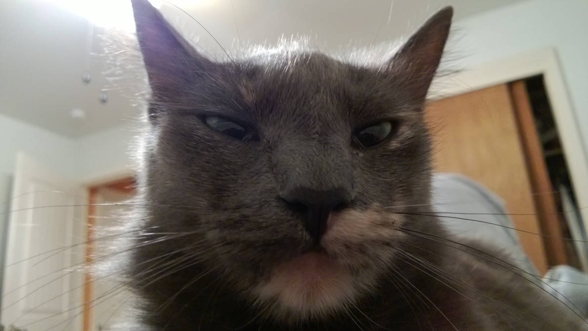 MRS grumpy gills by princeofhope456 on DeviantArt