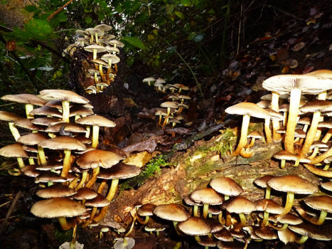 Hypholoma fasciculare colony