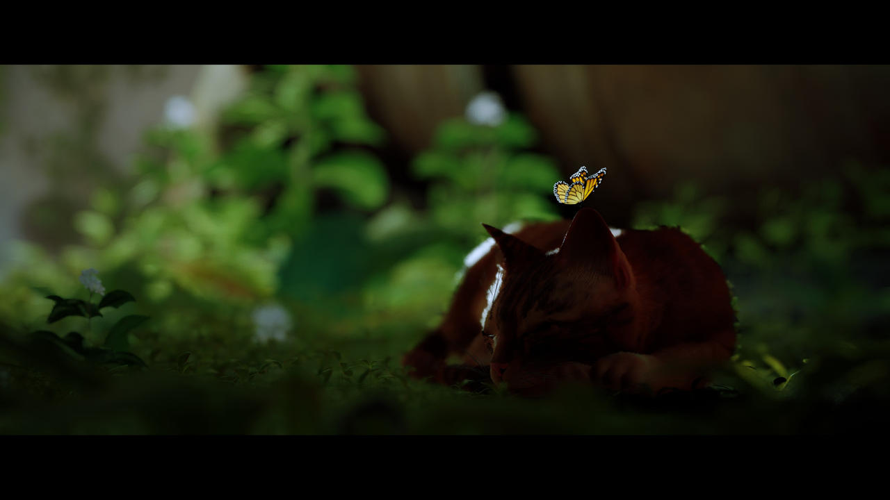 Stray 2 by Sierra85 on DeviantArt