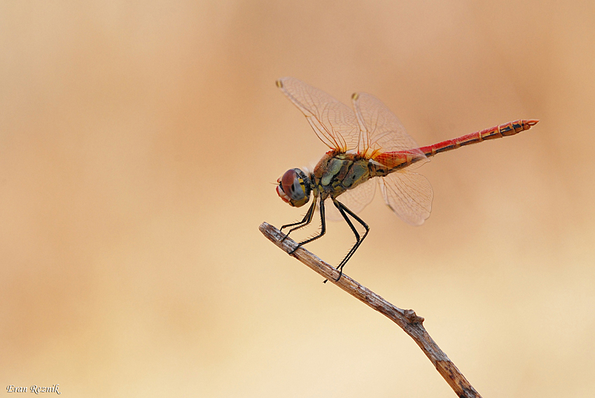 DragonFly III