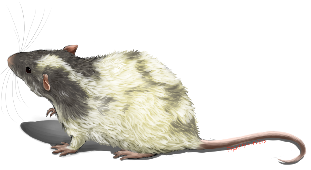 Rat