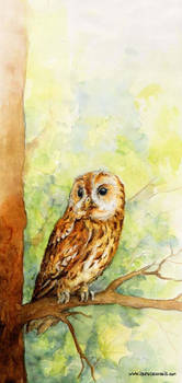 Chouette - Owl