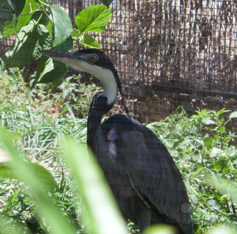 Tampa zoo Bird 3