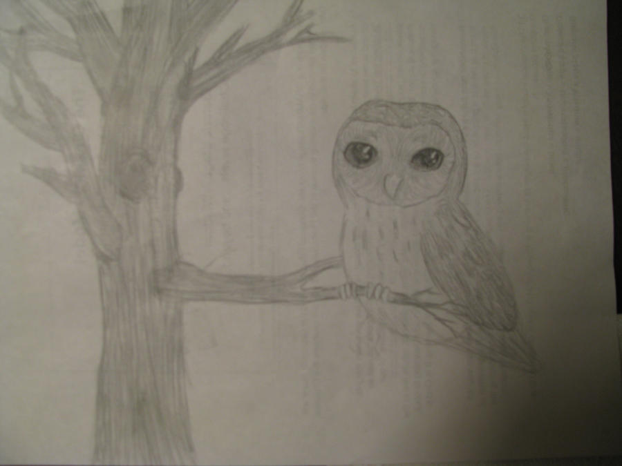 Owl