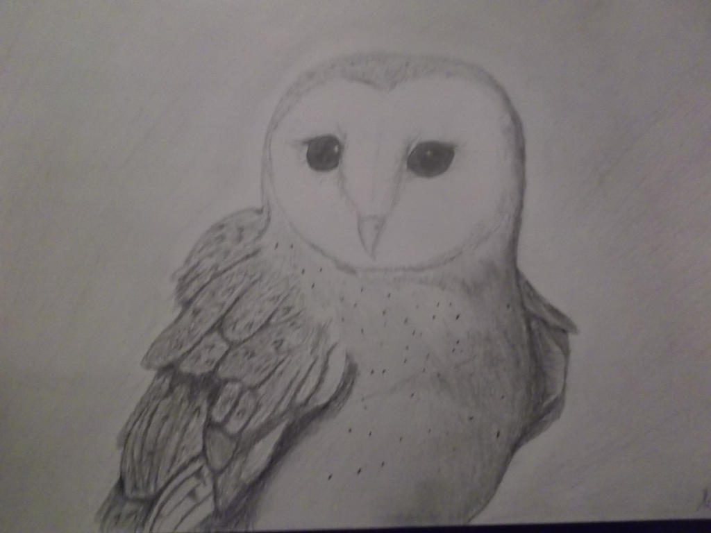 Barn Owl 2