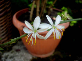 white flowers