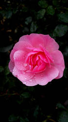 Pink rose in the rain