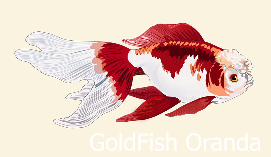 Goldfish Oranda Vector By Evanfallen J Fan On Deviantart Goldfish Oranda Vector By Evanfallen J Fan On Deviantart