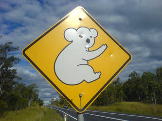 Koalas crossing