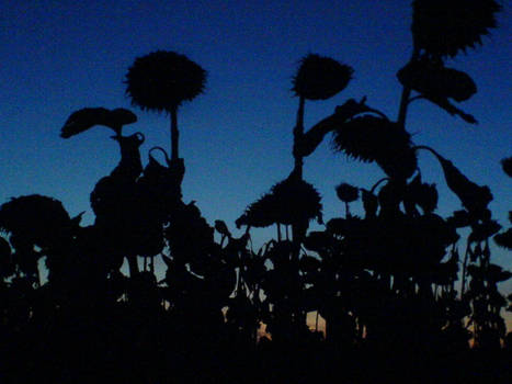 Dark Sunflowers