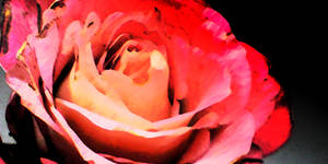 Rose 4 Signature