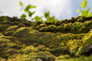 moss