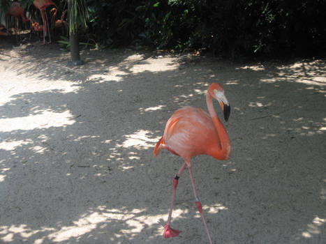 Flamingo