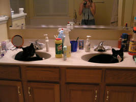 The Sink Cats