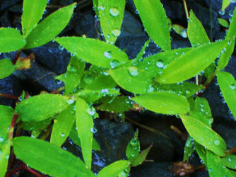 Rainkissed Leaves