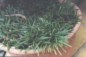 Grass, in a POT