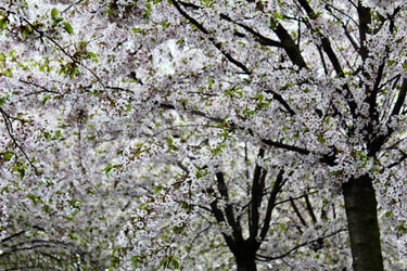 Among the Cherry Trees...