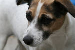 Jack Russel by pinksponge