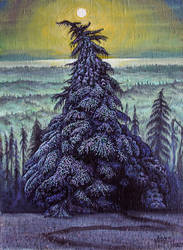 Snowy Cedar
