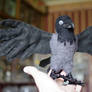 Skewy the Crow