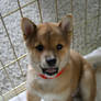 Shiba Inu