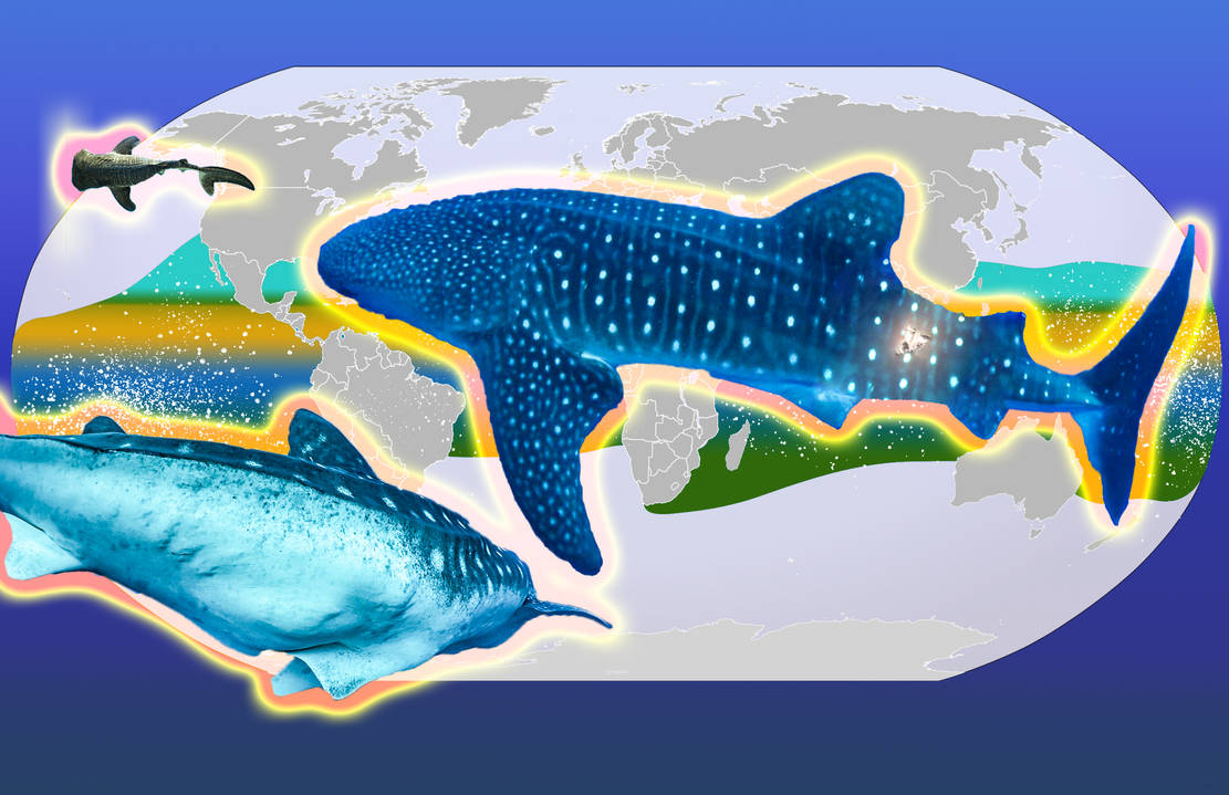 Whale Shark Migration By Cgcamacho42 On DeviantArt whale-shark-migration-by-cgcamacho42-on-deviantart