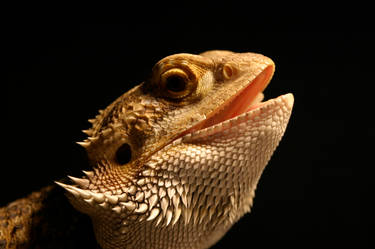 Bearded Dragon