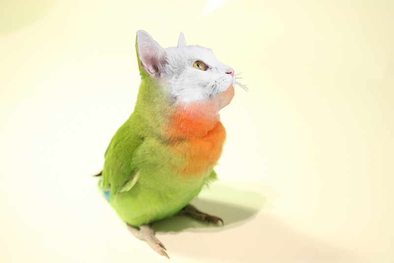 Cat Bird