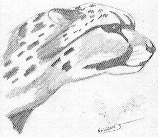 My Cheetah