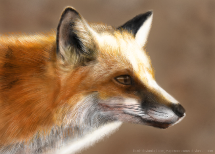 Vulpes Vulpes