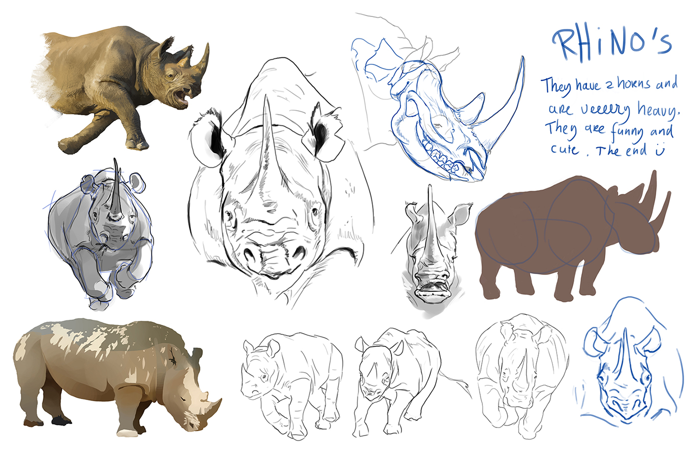 Rhino study