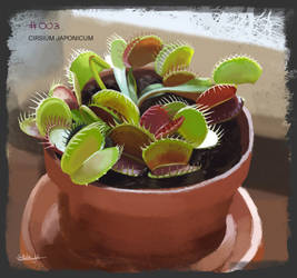 PAD 003 Dionaea muscipula