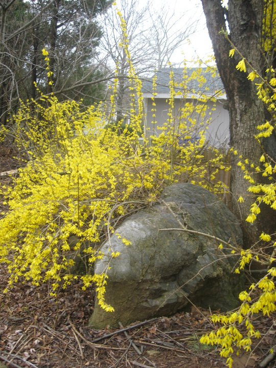 Blooms Among The Gloom