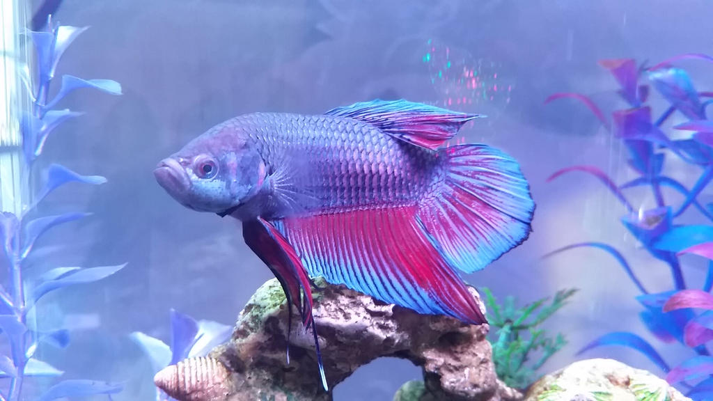 King betta