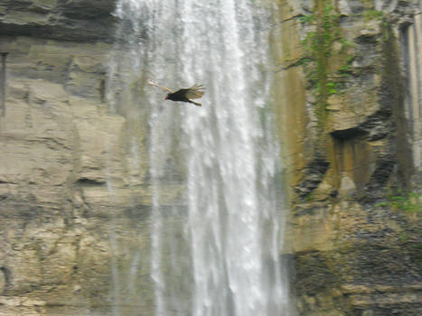 Turkey Vulture at Taughannock Falls