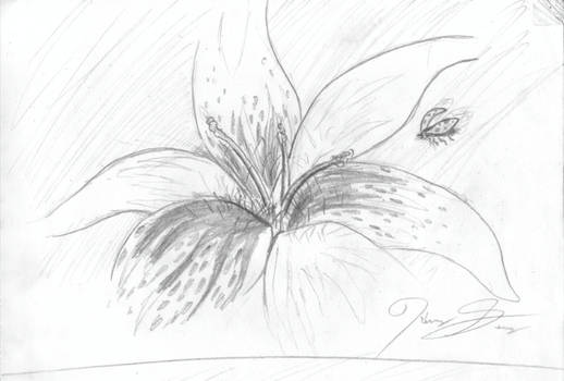 A Flower Drawing