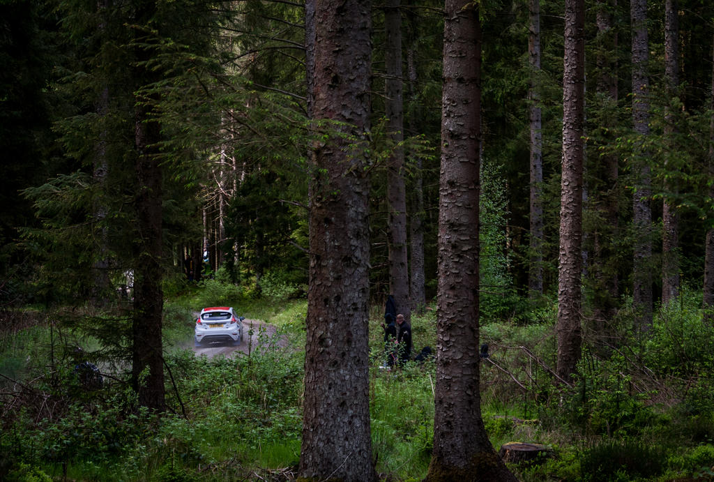 Racing through the trees. by WW-Photography on DeviantArt