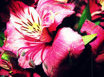 pflower1 by LATINAAM0R