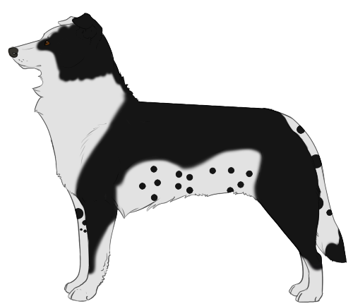 breedable male Border Collie: Barkley - OPEN