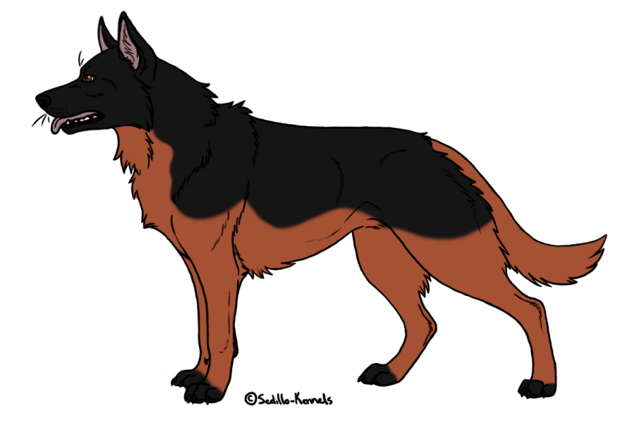 breedable female German Shepherd: Lily - OPEN