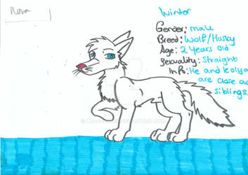 Balto OC: Winter the Wolf/Dog