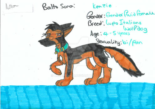 Balto sona: Kenzie the Lupo Italiano wolf-dog