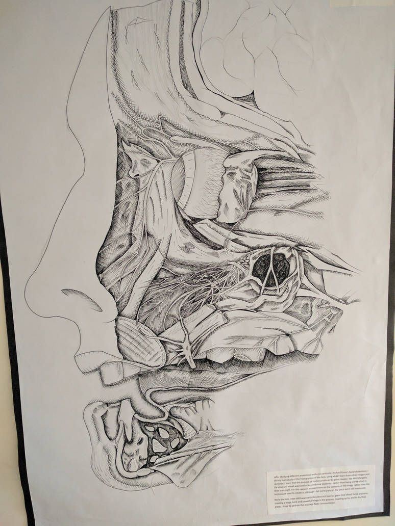 Anatomical breakdown of the face by JoshuaRothwell on DeviantArt