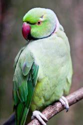 Lovebird III