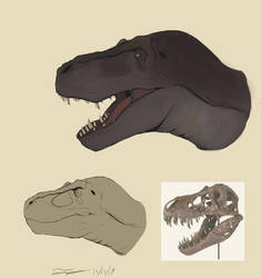 Rex Head Study