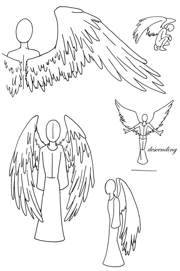 anatomy of angel wings by myst-walker-in-gray on DeviantArt